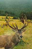 Image of Red Stag